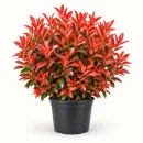 Alev Çalısı – Photinia × fraseri ‘Red Robin’