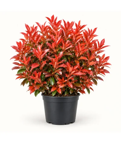 Alev Çalısı – Photinia × fraseri ‘Red Robin’