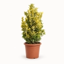 Altuni Taflan – Euonymus japonicus ‘Aurea’