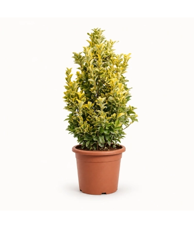 Altuni Taflan – Euonymus japonicus ‘Aurea’