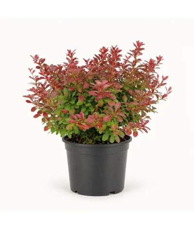 Berberis – Berberis thunbergii ‘Atropurpurea Nana’ (30–50 cm)