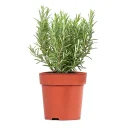 Biberiye – Rosmarinus officinalis (20–40 cm)