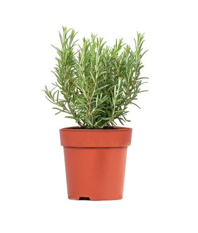 Biberiye – Rosmarinus officinalis (20–40 cm)