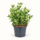 Kathy Taflan – Euonymus japonicus ‘Kathy’ (40–60 cm)