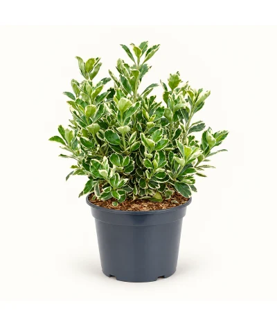 Kathy Taflan – Euonymus japonicus ‘Kathy’ (40–60 cm)