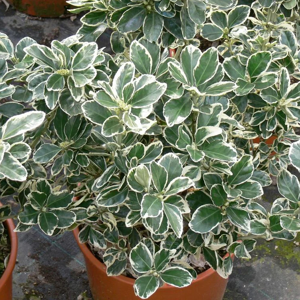 Kathy Taflan – Euonymus japonicus ‘Kathy’ (40–60 cm) - Görsel 2