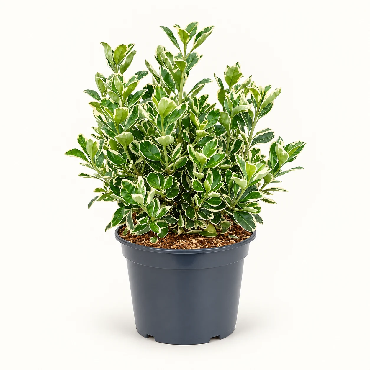 Kathy Taflan – Euonymus japonicus ‘Kathy’ (40–60 cm)