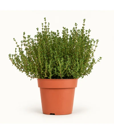 Kekik – Thymus vulgaris (20–40 cm)