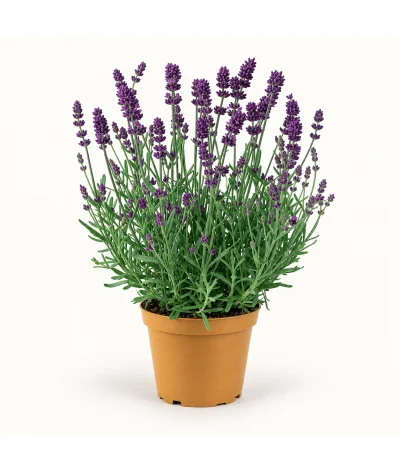 Lavanta – Lavandula officinalis (20–30 cm)
