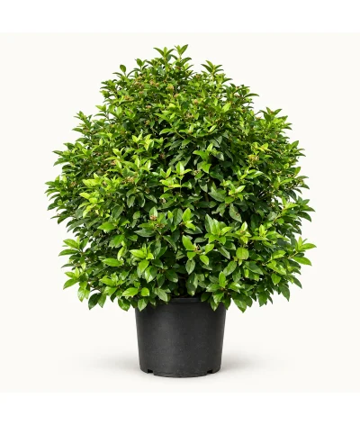 Licidum Kartopu – Viburnum lucidum