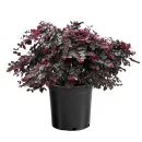 Loropetalum chinense (30–50 cm)