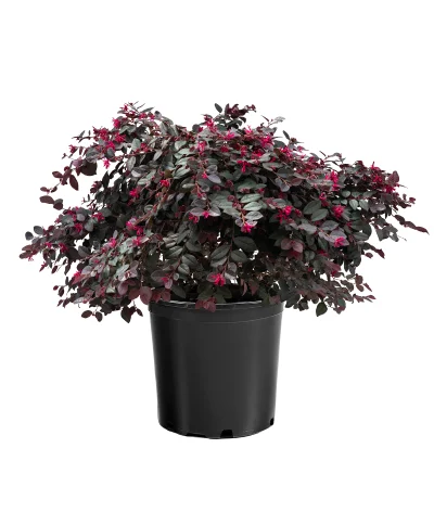Loropetalum chinense (30–50 cm)