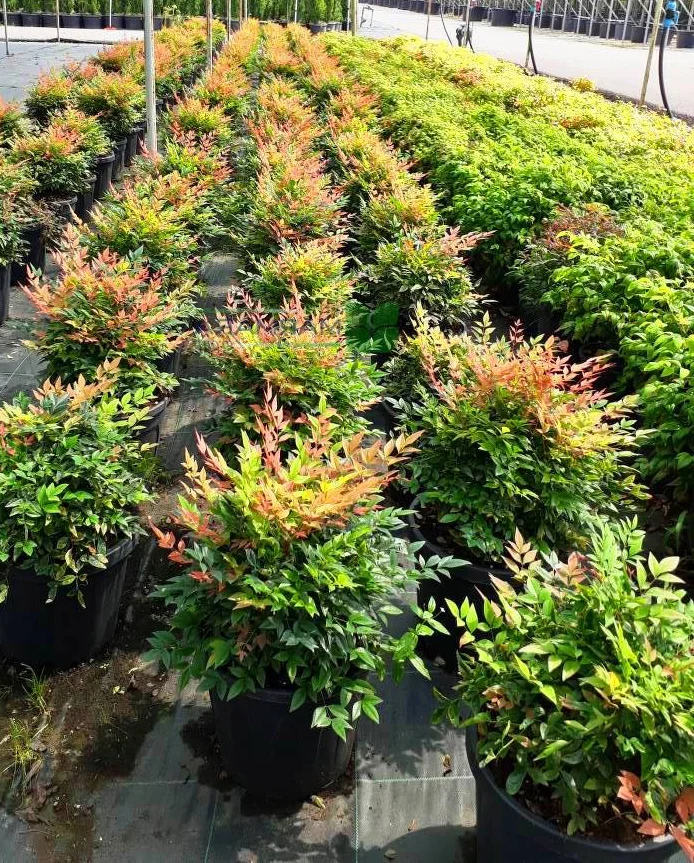 Nandina domestica (20–40 cm) - Görsel 4