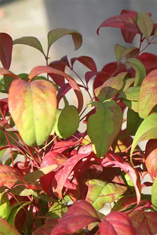 Nandina domestica (20–40 cm) - Görsel 3