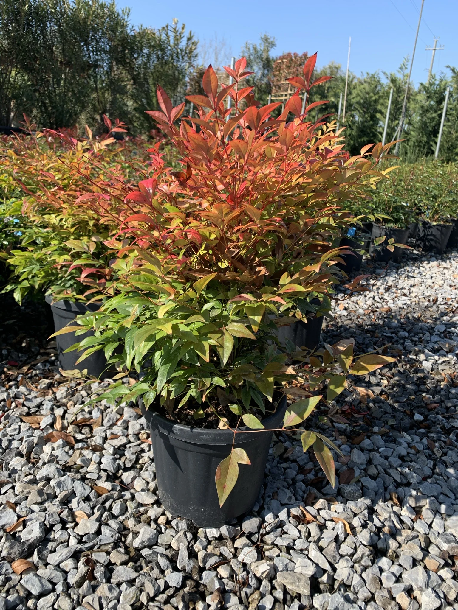 Nandina domestica (20–40 cm) - Görsel 2