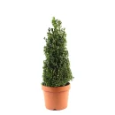 Piramit Şimşir – Buxus sempervirens ‘Pyramidalis’ (70–90 cm)