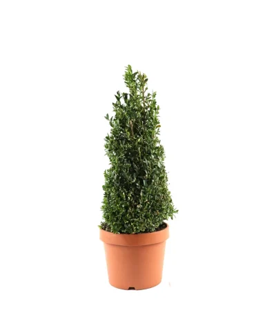Piramit Şimşir – Buxus sempervirens ‘Pyramidalis’ (70–90 cm)