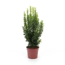 Sütun Taflan – Euonymus japonicus ‘Microphyllus Green Rocket’