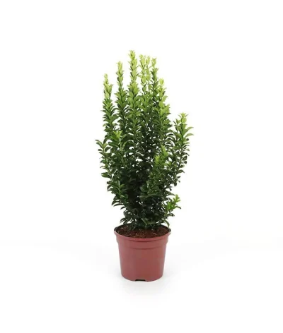 Sütun Taflan – Euonymus japonicus ‘Microphyllus Green Rocket’
