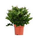 Tekzanum – Ligustrum japonicum ‘Texanum’ (20–40 cm)