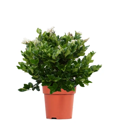 Tekzanum – Ligustrum japonicum ‘Texanum’ (20–40 cm)
