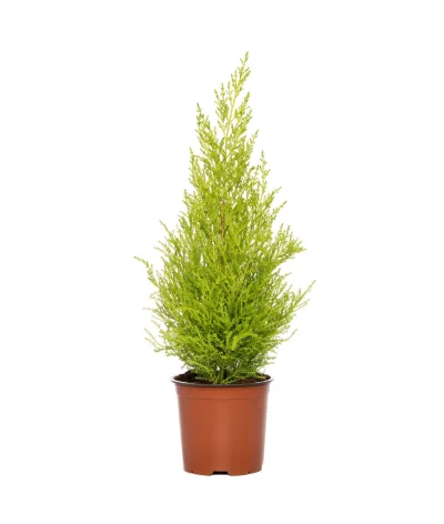 Limoni Servi – Cupressus macrocarpa ‘Goldcrest’