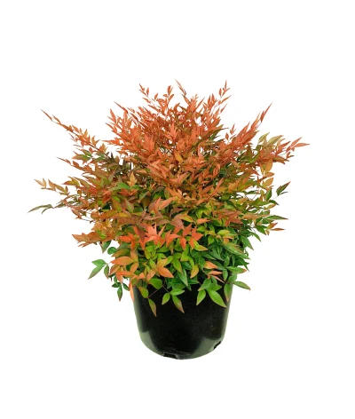Nandina domestica (20–40 cm)
