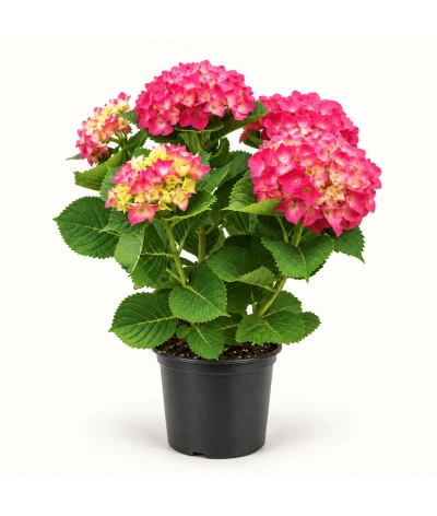 Kırmızı Ortanca – Hydrangea macrophylla