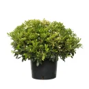 Pitos – Pittosporum tobira (20–40 cm)