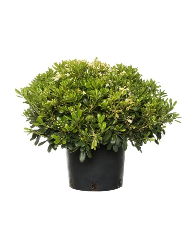 Pitos – Pittosporum tobira (20–40 cm)
