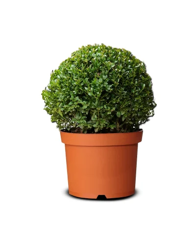 Top Şimşir – Buxus sempervirens ‘Ball’ (40–60 cm)